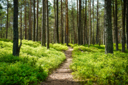 Picture of a nature trail